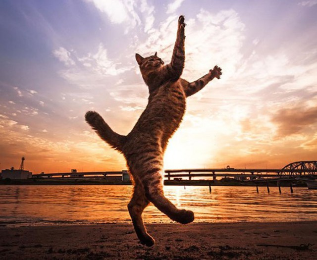 Смешные фото летяющих котиков
