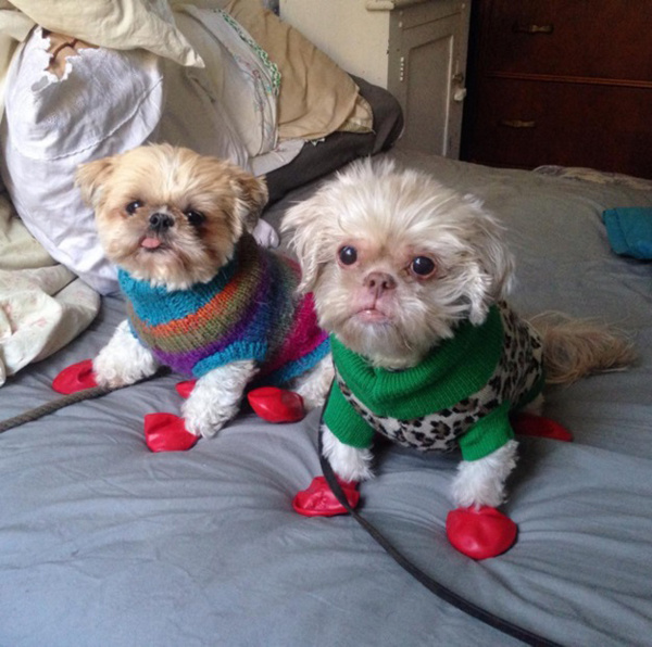 Модные собачки