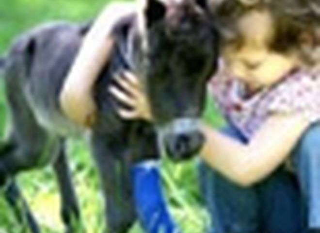 Миниатюрная лошадка