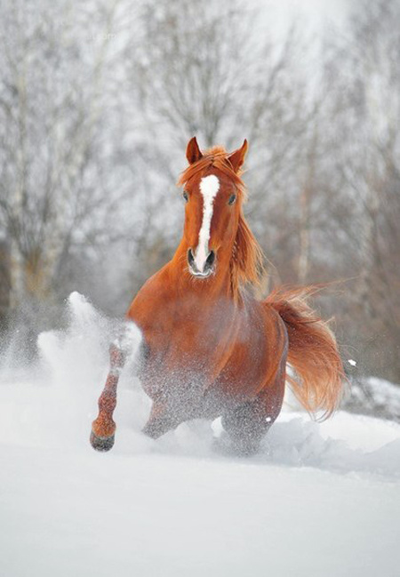 Лошадки в снегу
