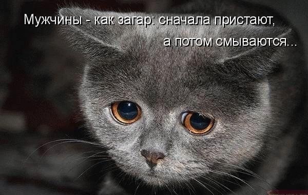 Прикольные картинки с котоматрицами