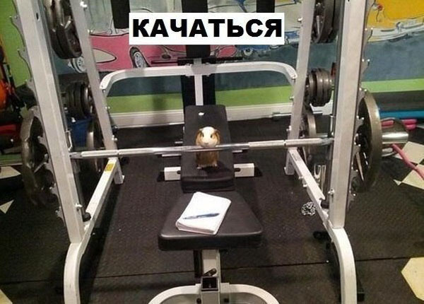 Что может делать морская свинка. Прикол