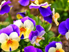 Як доглядати за фіалками?