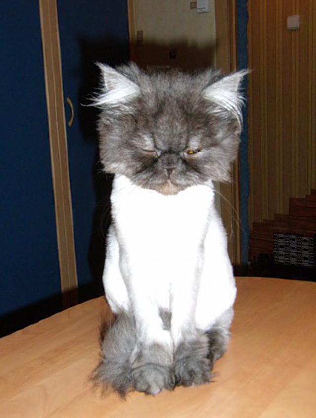 Мой хозяин - идиот