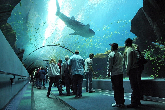 Океанариумы мира: The Georgia Aquarium, США