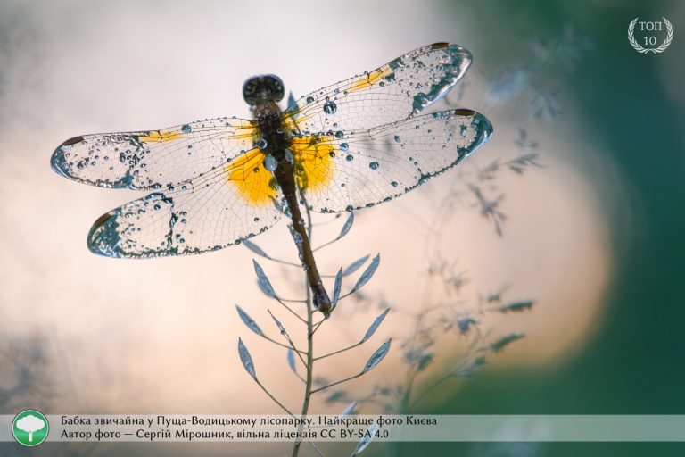 найкращі фото природи України