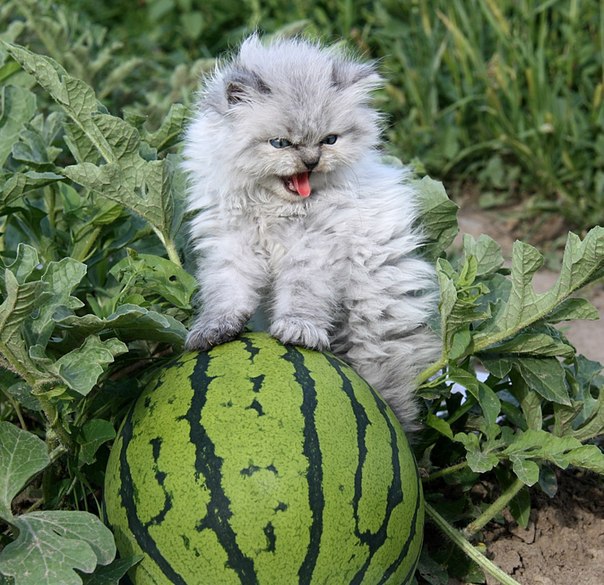 Маленький мистер Зло