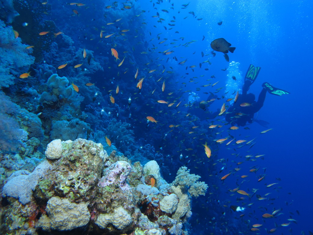 04 Шарм-ель-Шейх риби