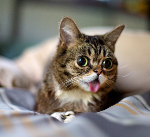 Вечный котенок по кличке Lil Bub