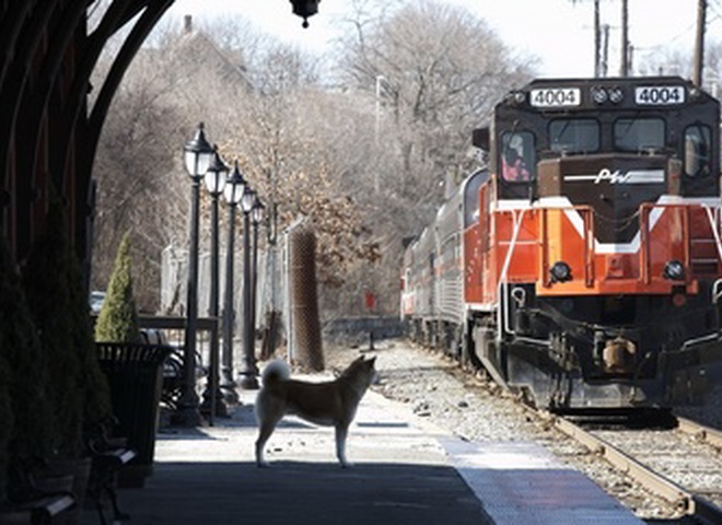 Хатико: Самый верный друг 