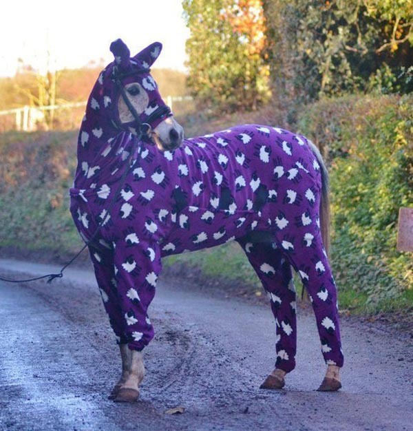Смешные лошадки в пижамах