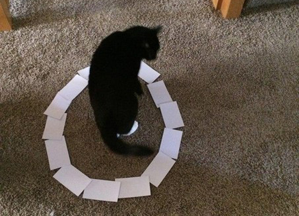 Новый интернет-мем: Котики в кругах