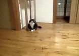 Летающие коты в замедлении