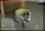 коти гонять