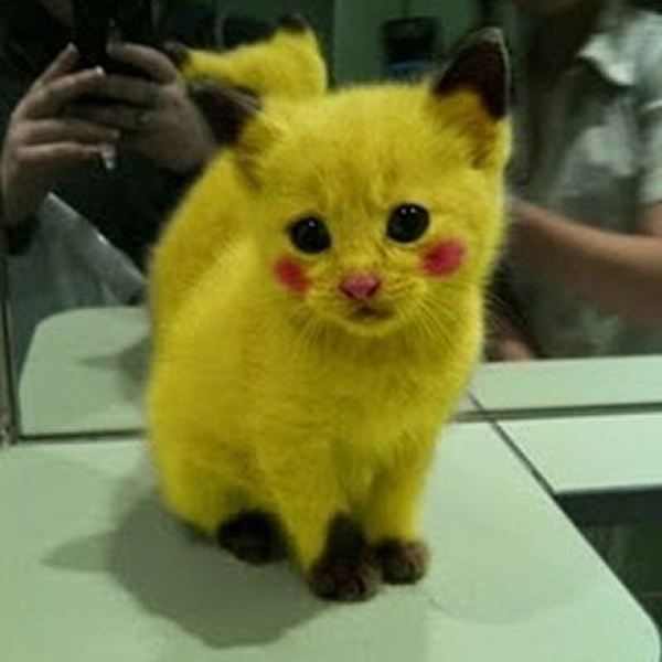 Мой хозяин - идиот!