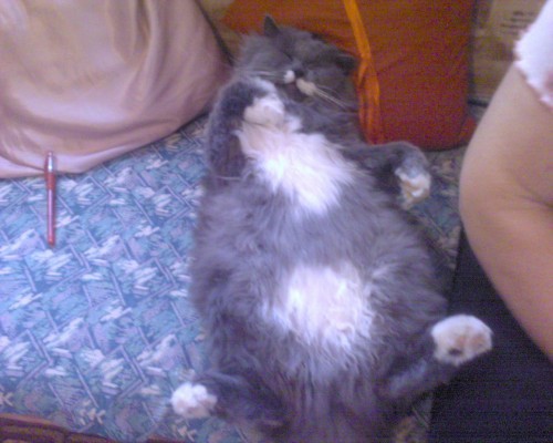  Смешные животные