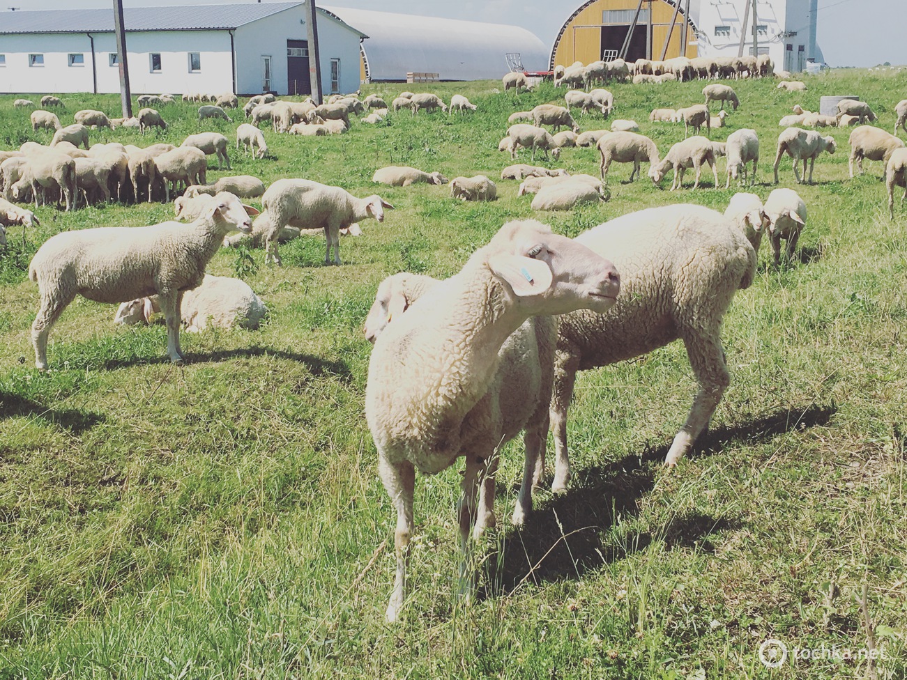 Фермерское хозяйство "Меринос-Захід"