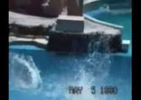 dolphinbird