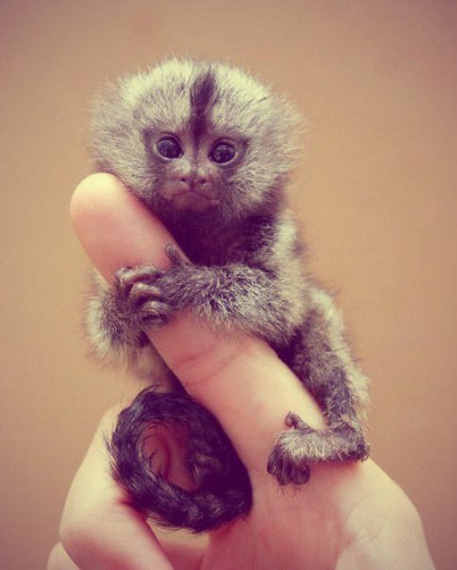 Самая маленькая обезьянка в мире