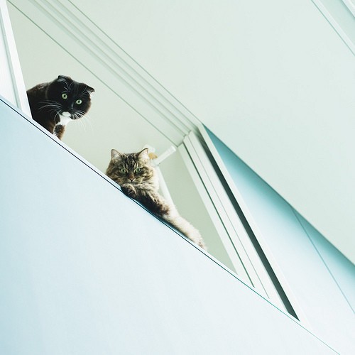 Утренние коты