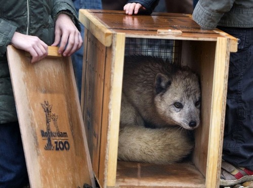 Чудо скотинушки:)