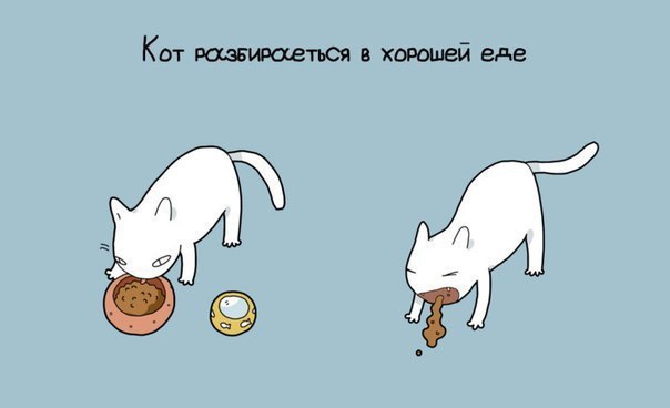 9 причин иметь кота