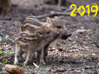 Милые обои на 2019 год свиньи