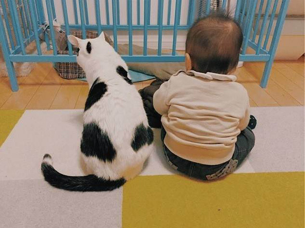 Коты - лучшие друзья