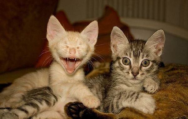 Котяки - зеваки