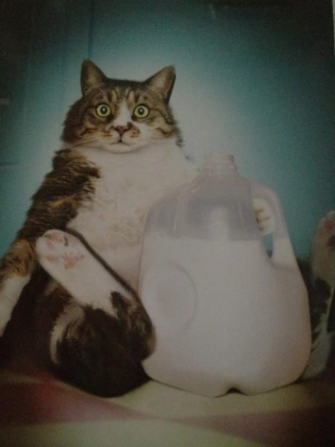 Приколы про котов