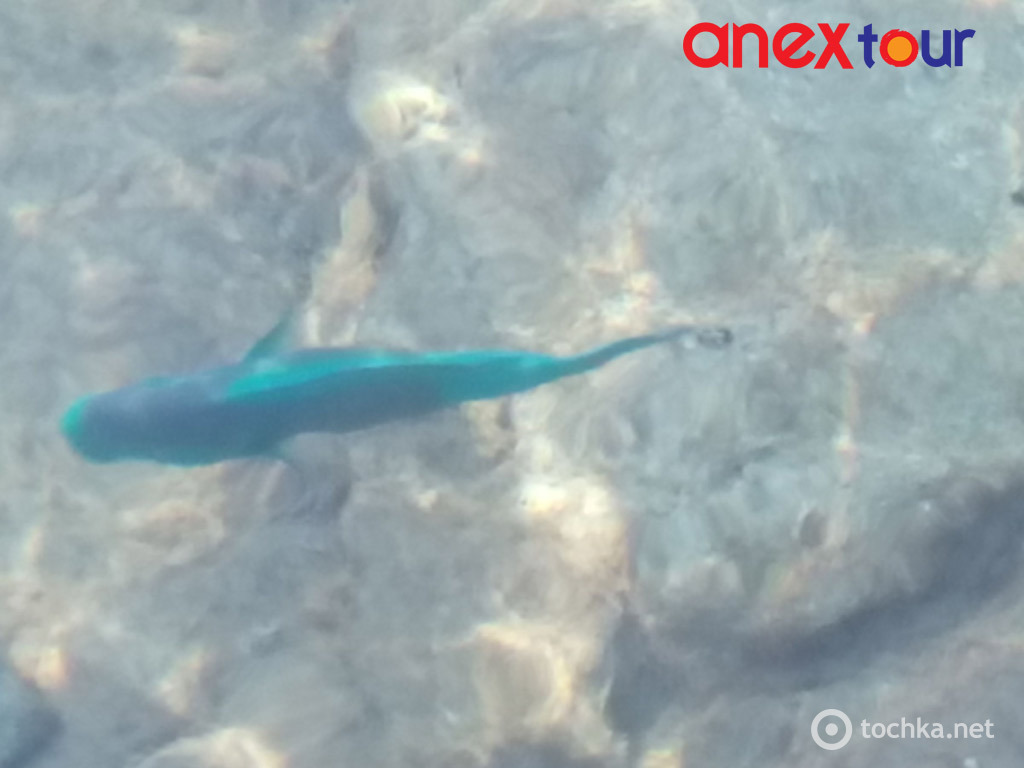 04 Шарм-ель-Шейх риби