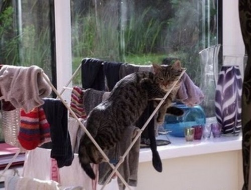 Вездесущие коты