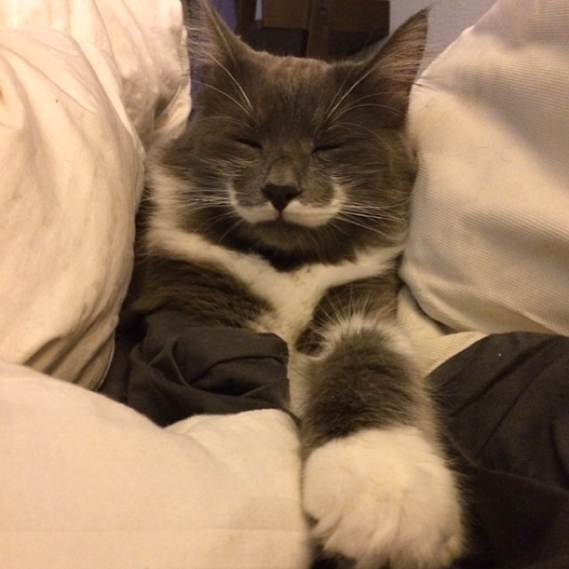 КотикиКотики