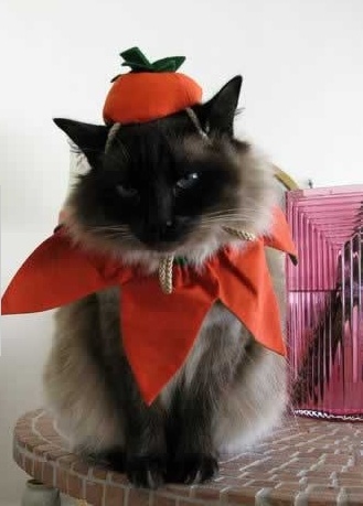 Зверье мое!