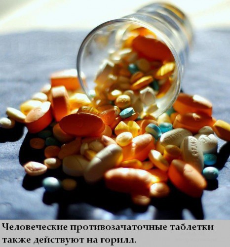 Топ интересных фактов