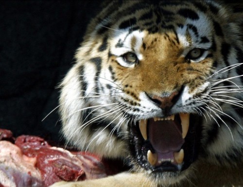 Чудо скотинушки:)