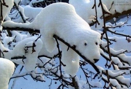 Снежный Умка