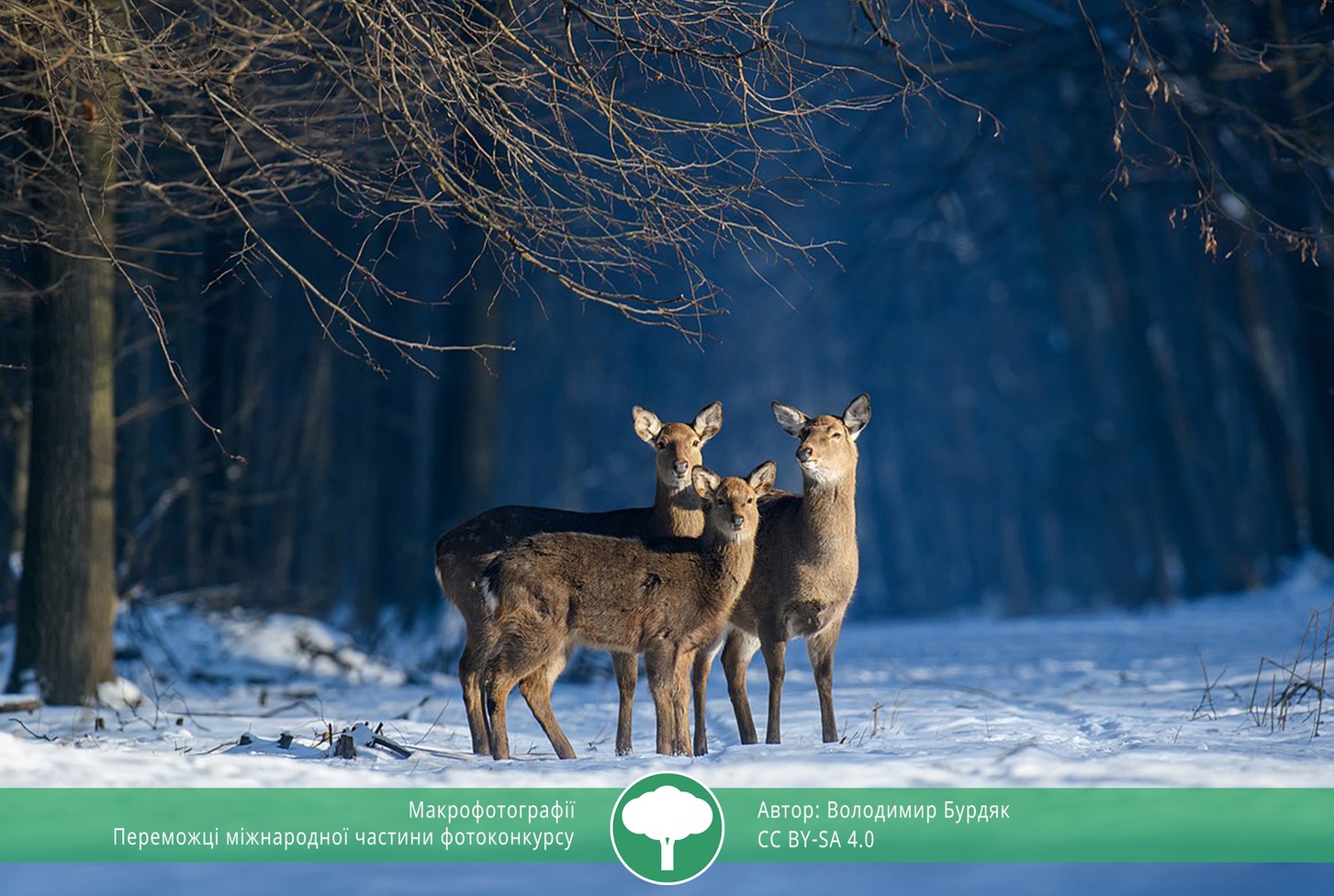 найкращі фото природи 2021