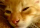 Кошачий крик