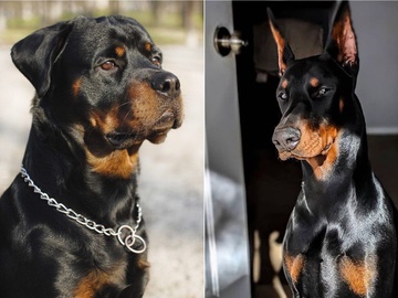 Cамые опасные собаки в мире: породы и фото
