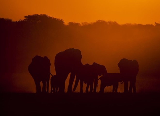 National Geographic опублікував знімки природи для конкурсу The Nature Photographer of The Year