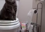 Чистоплотные котики )
