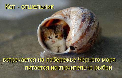 Классные котоматрицы