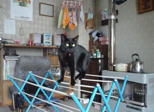 кицюні