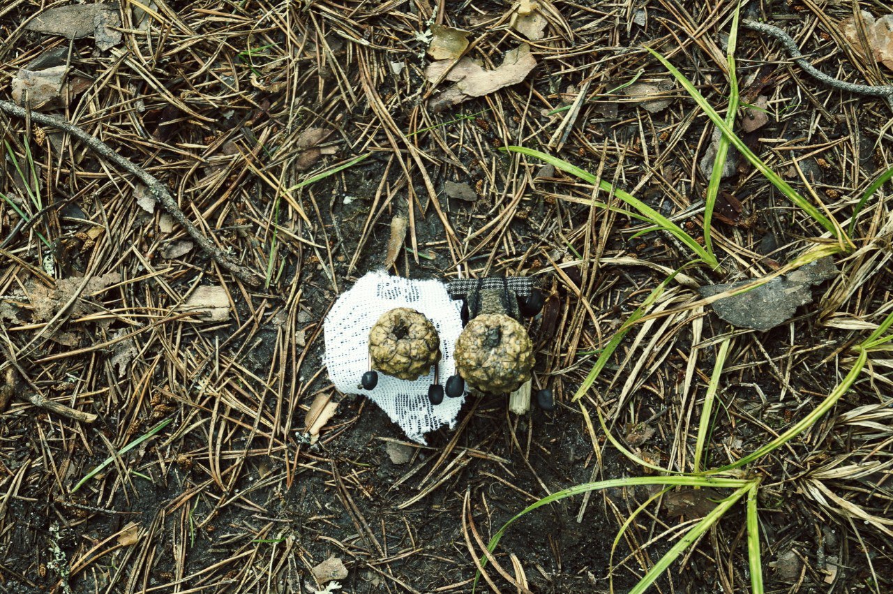 #ПутешествиеСосновойШишки часть 6