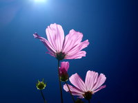 Цветы на солнце HD