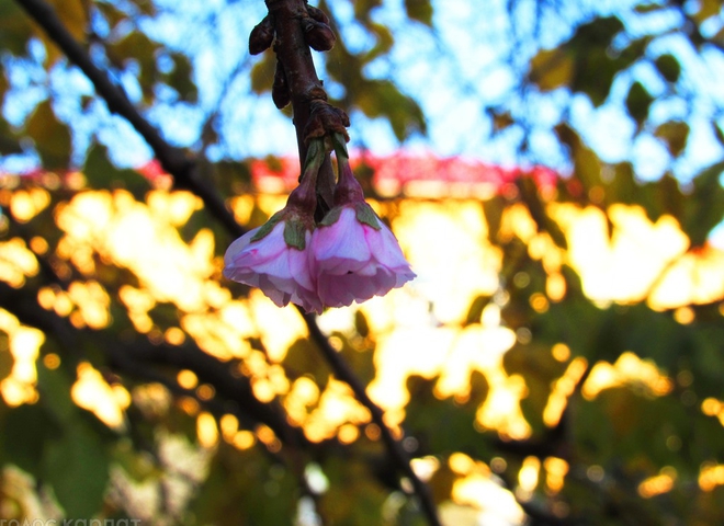 Фотофакт: на Закарпатье в ноябре зацвела сакура