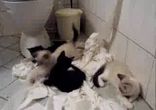 Котята-хулиганы