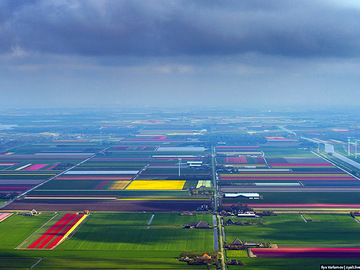 Політ над квітучими голландськими полями
