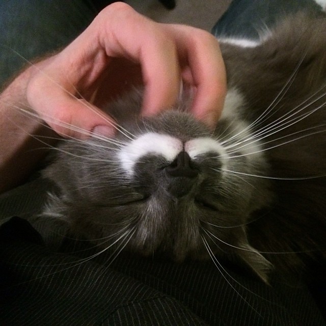 КотикиКотики